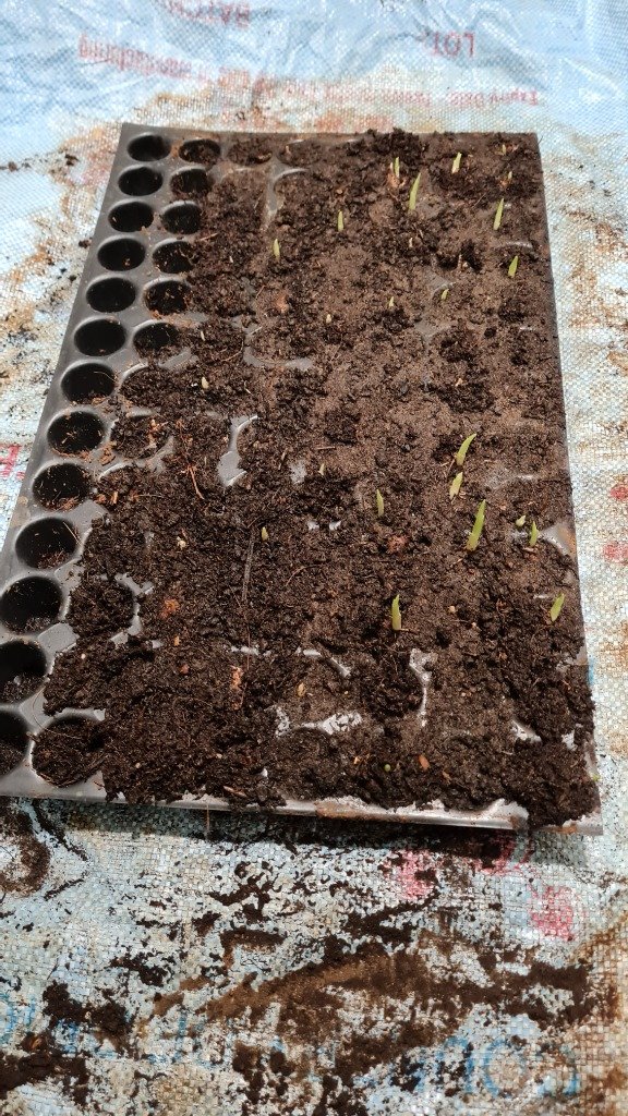 Modern Turmeric Cultivation: The High-Yield Single-Bud Pro-Tray & Shade-Net Guide